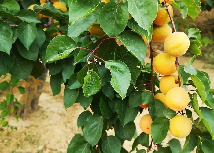 ベッド・アンド・ブレックファスト Panorama