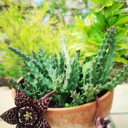 Panorama 住宿加早餐酒店 3*