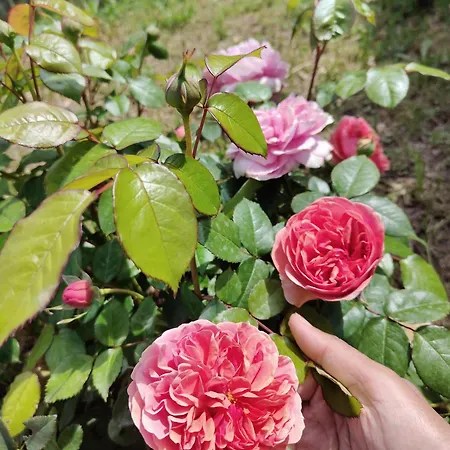 Panorama 住宿加早餐酒店 3*