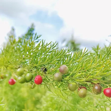 Panorama 3* 皮亚扎-阿尔梅里纳