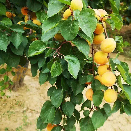 Bed and Breakfast Panorama